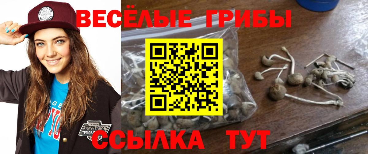 Галлюциногенные грибы Cubensis Вязники